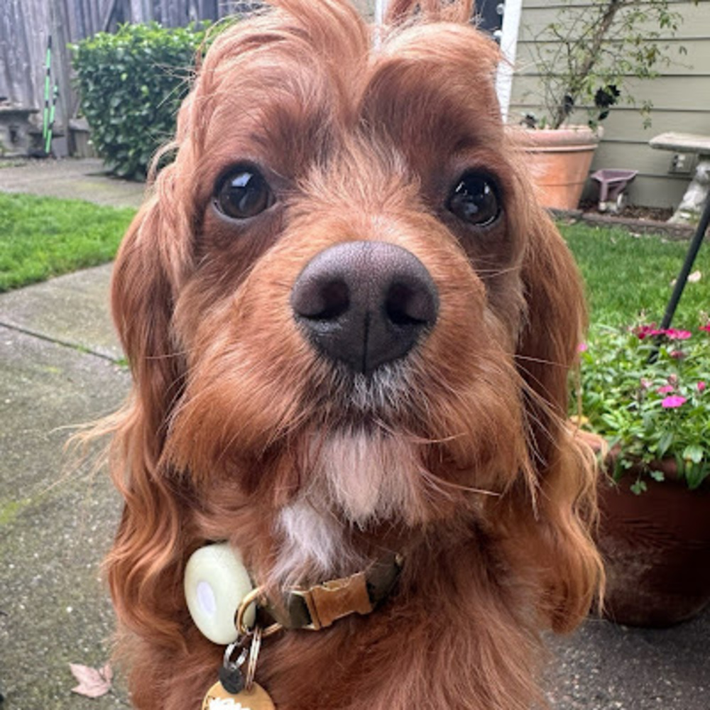 Meet your Posher, Madison